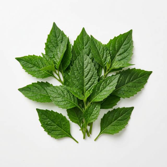 Njama Djama en feuilles frais